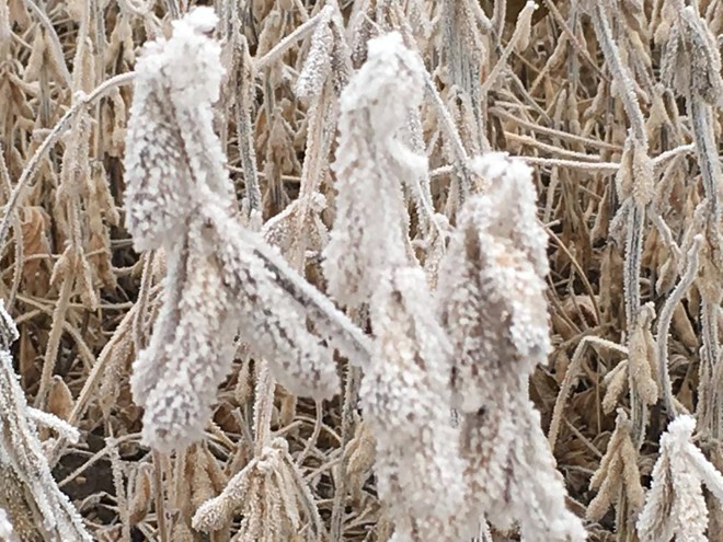 Plantação coberta por geada