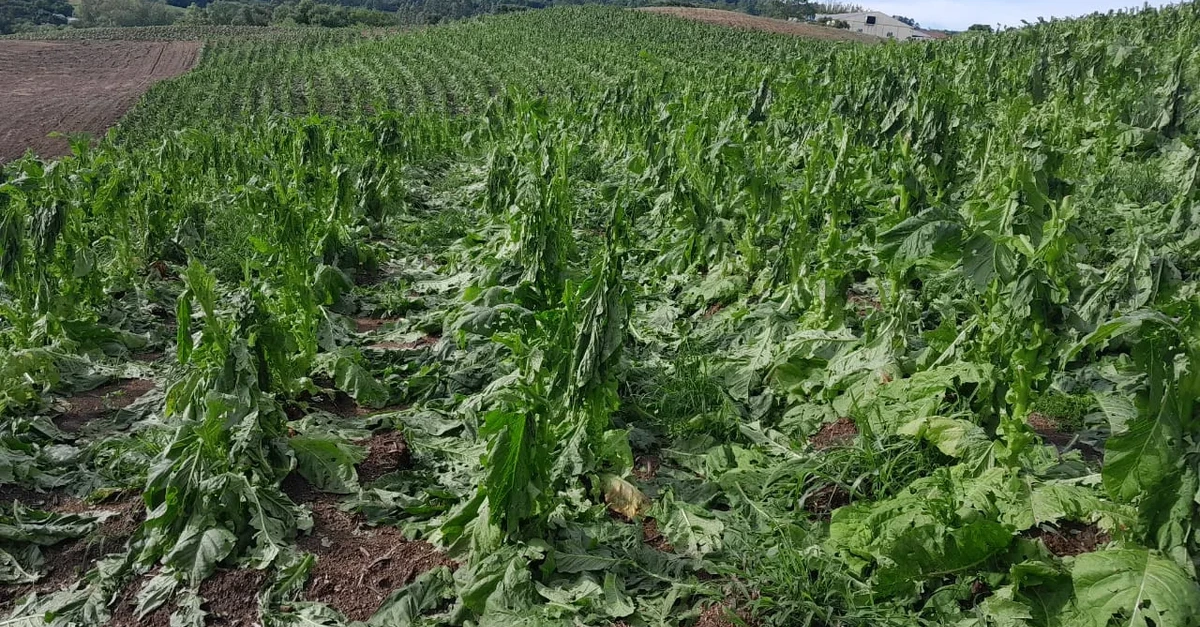 Plantação atingida por tempestade